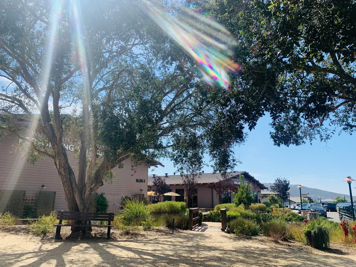 Sunlight through a big oak tree on the TERI campus